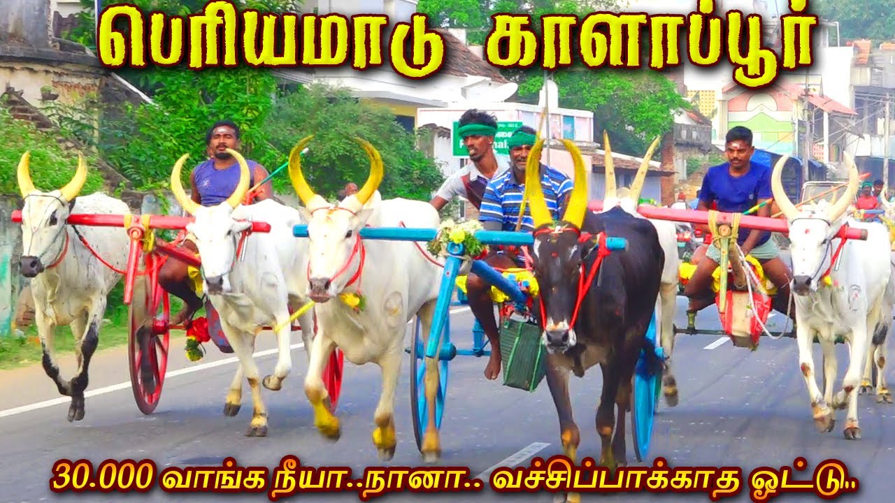 ஆ.காளாப்பூர் பெரியமாடு 01/01/2026 periya madu a kalappur #krish_studio_kattumavadi 