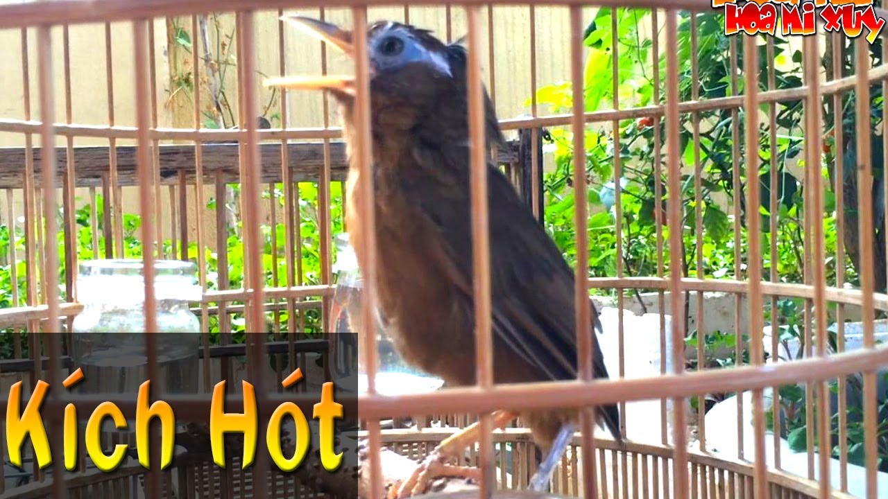 Video họa mi mái xùy thúc trống mộc bổi liên tục kích trống mau hót căng lửa