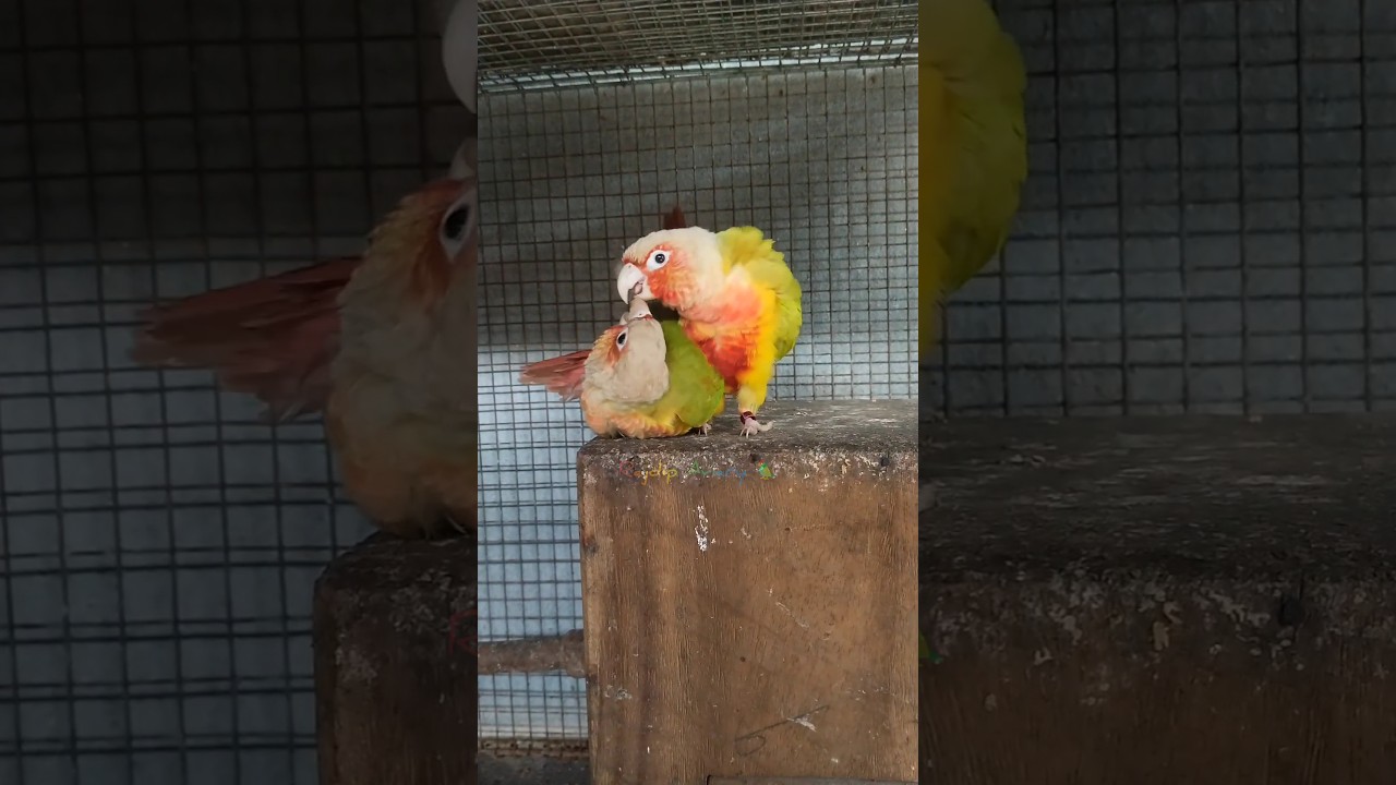 Conure Mating 🦜&hearts;️ || How to chose a perfect conure pair 🦜🦜 #exoticbird #conure #parakeet #minivlog