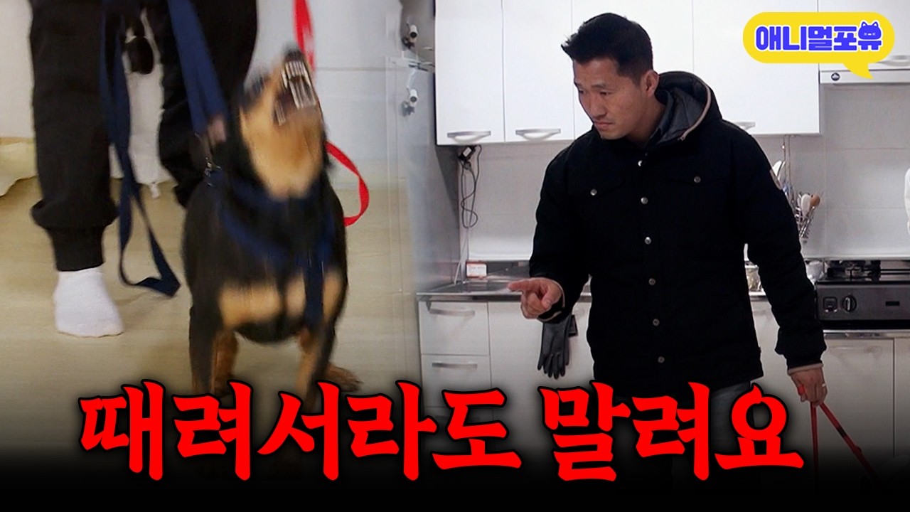 자기가 대장인 줄 아는 역대급 폭군 강아지들 등장! 강형욱의 솔루션은?ㅣKBS 개는 훌륭하다 210106 방송