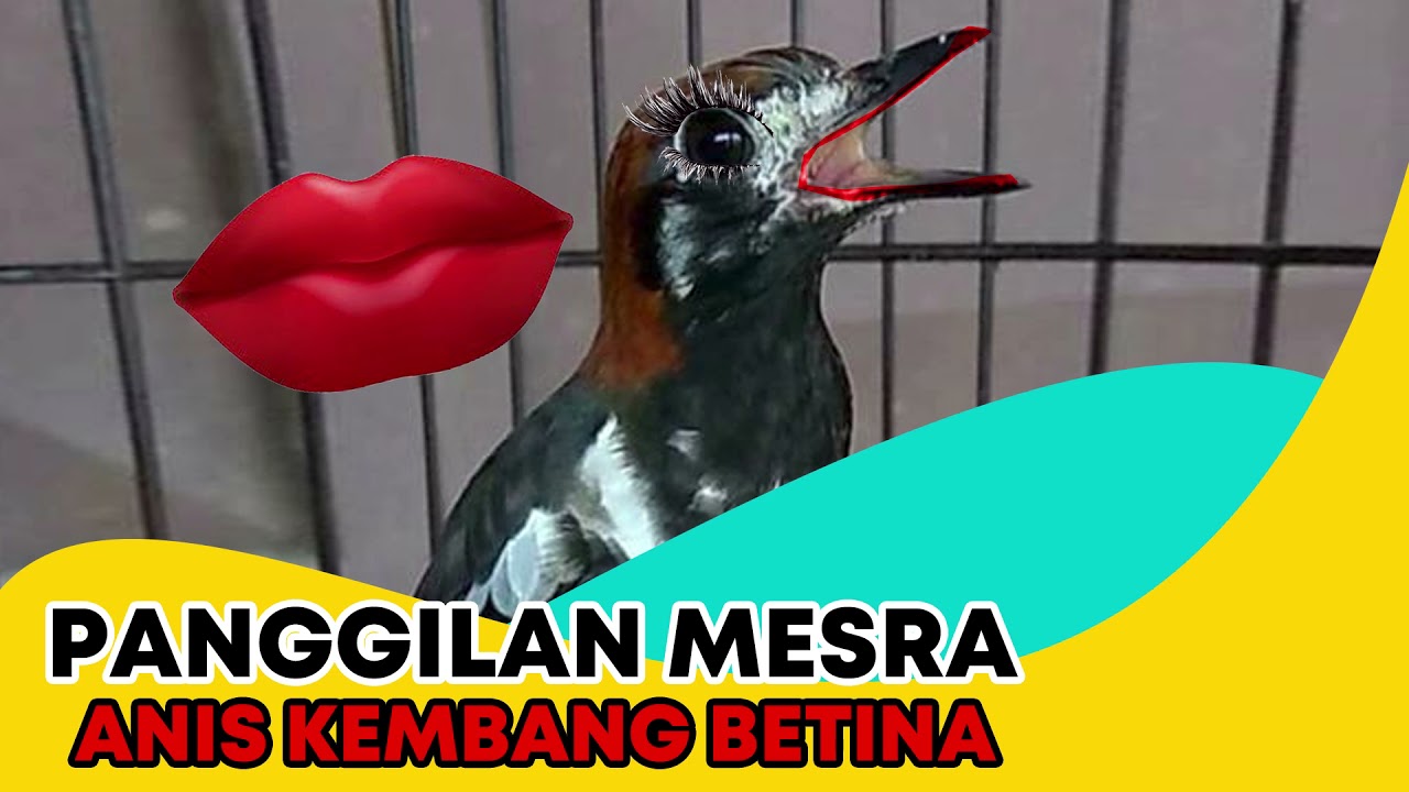 Pancingan Suara Anis Kembang Betina Mesra Memanggil Jantan Cieeee Jadi Gacor Lagi