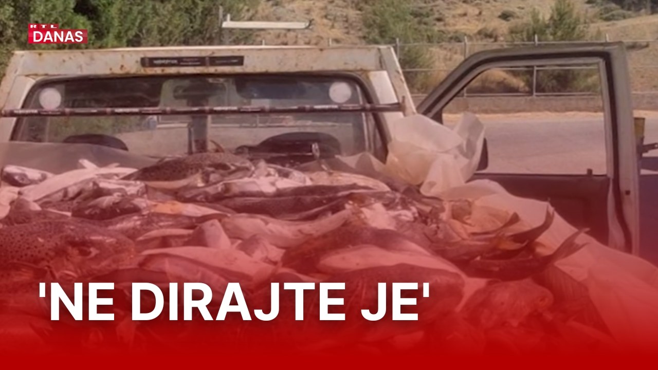 Otrovna srebrena napuhača opet ulovljena kod Splita: Stručnjaci objasnili zašto je opasna| RTL Danas