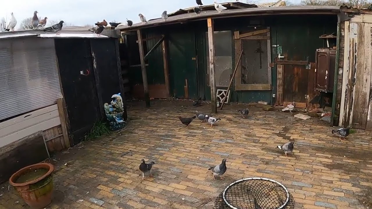 صيد زاجل ازرق مسبقا الجربوع هبا الحمام اكل من الفراخ ومن القوية #birds 