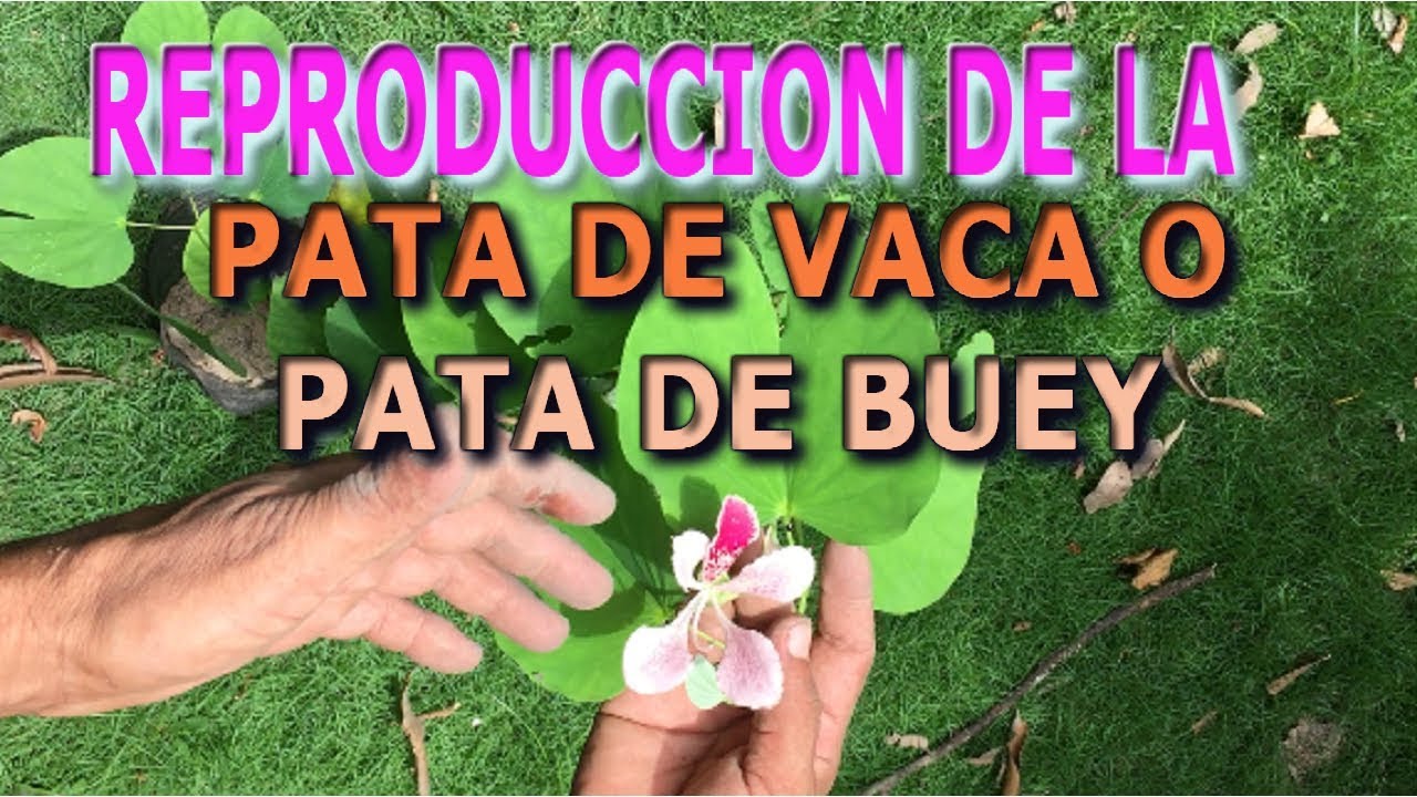 Reproducción y cuidado del árbol medicinal pata de vaca o pezuña de buey  (Bauhinia forficata)