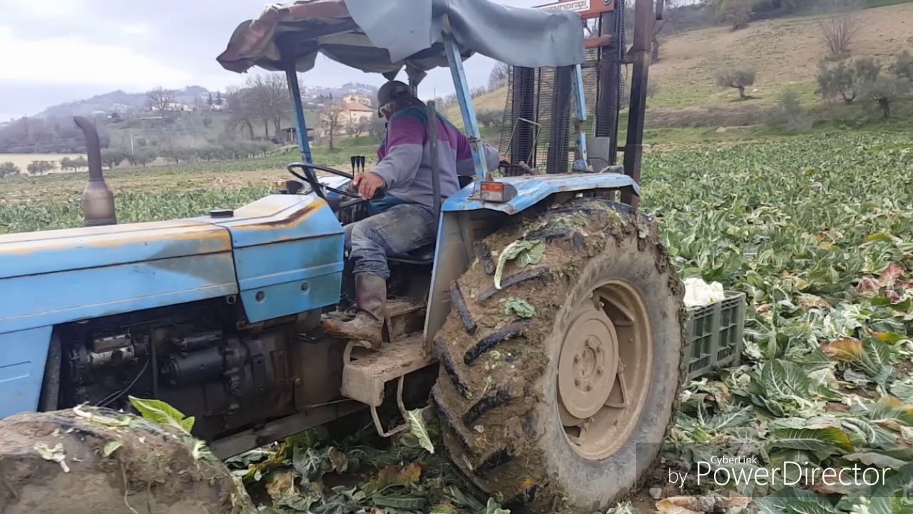 CAVOLFIORI 2018 | L'ULTIMA RACCOLTA | LANDINI 8500 | JOHN DEERE 6530
