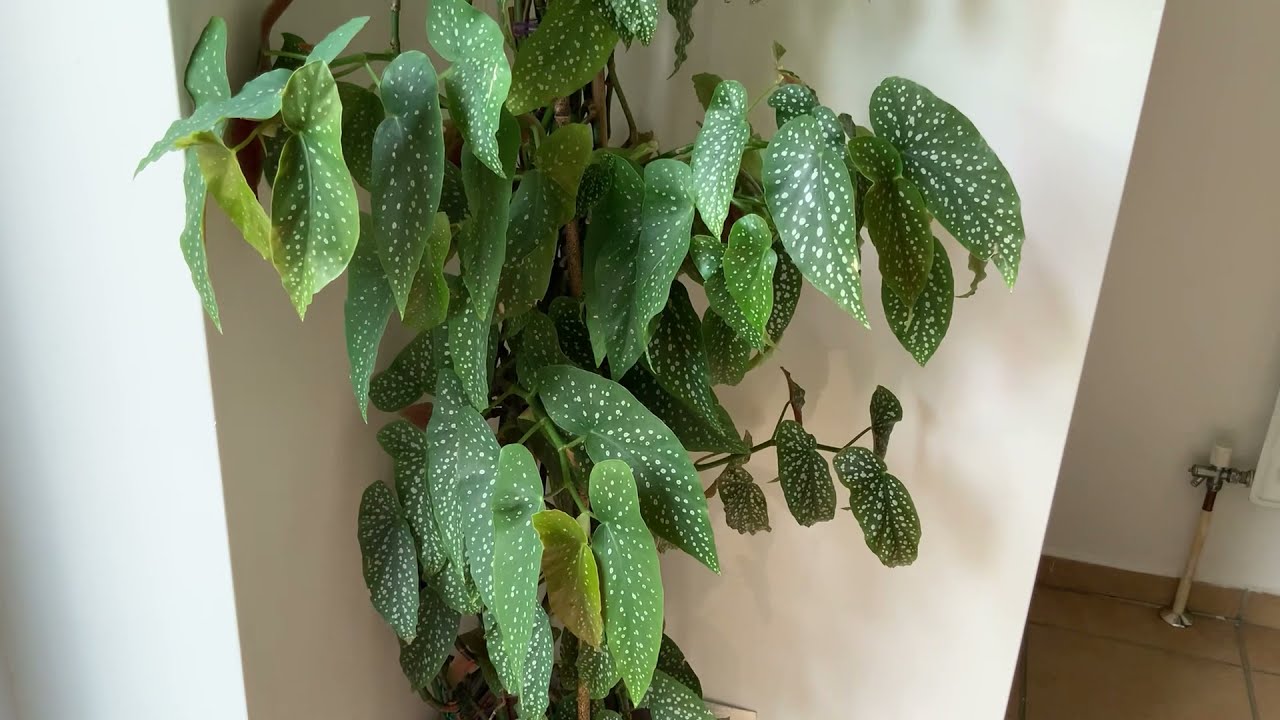 How to grow up Polka  dot   Begonias with  Scion .