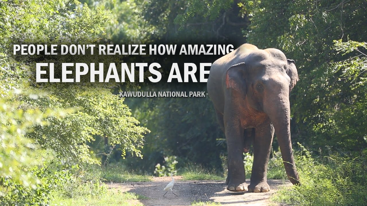 Terrifying Encounter with a Dangerous Herd of Elephants | Intense Wildlife Footage