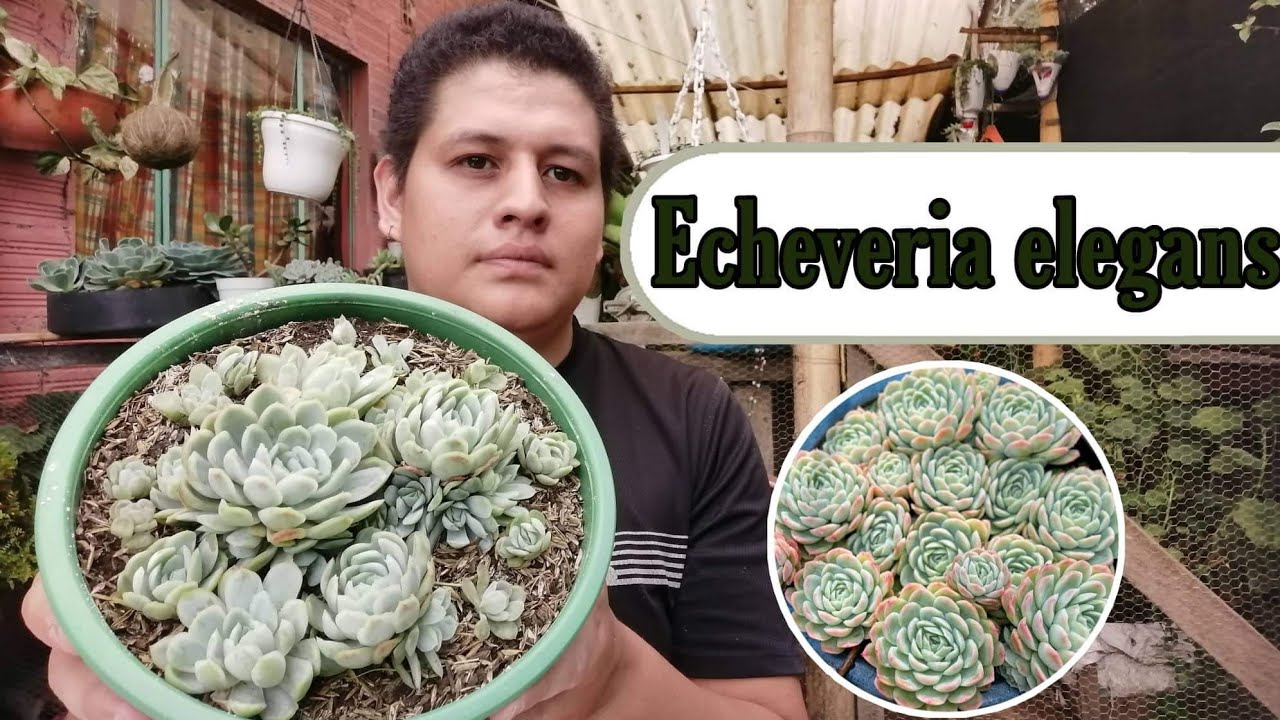 Trasplante y cuidados de la Echeveria elegans.