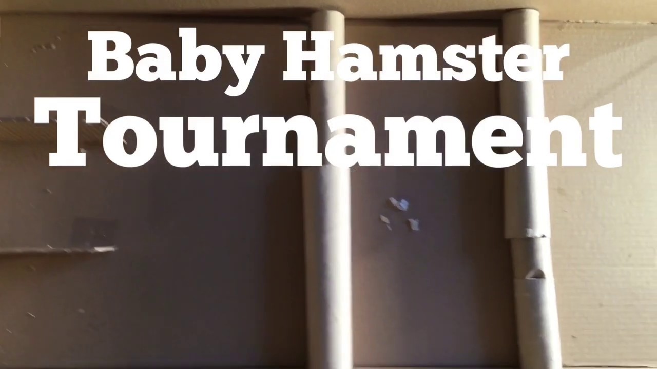 Baby Hamster Maze Race Tournament #5 | semifinals! | Baby Hamster Race