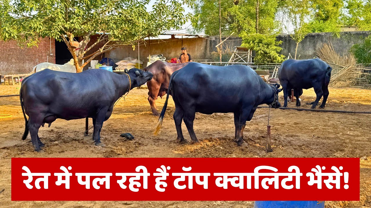 खुला वातावरण, बेहतरीन भैंसें – राजस्थान के किसान की मिसाल! Top Class Dairy Farm in Rajasthan