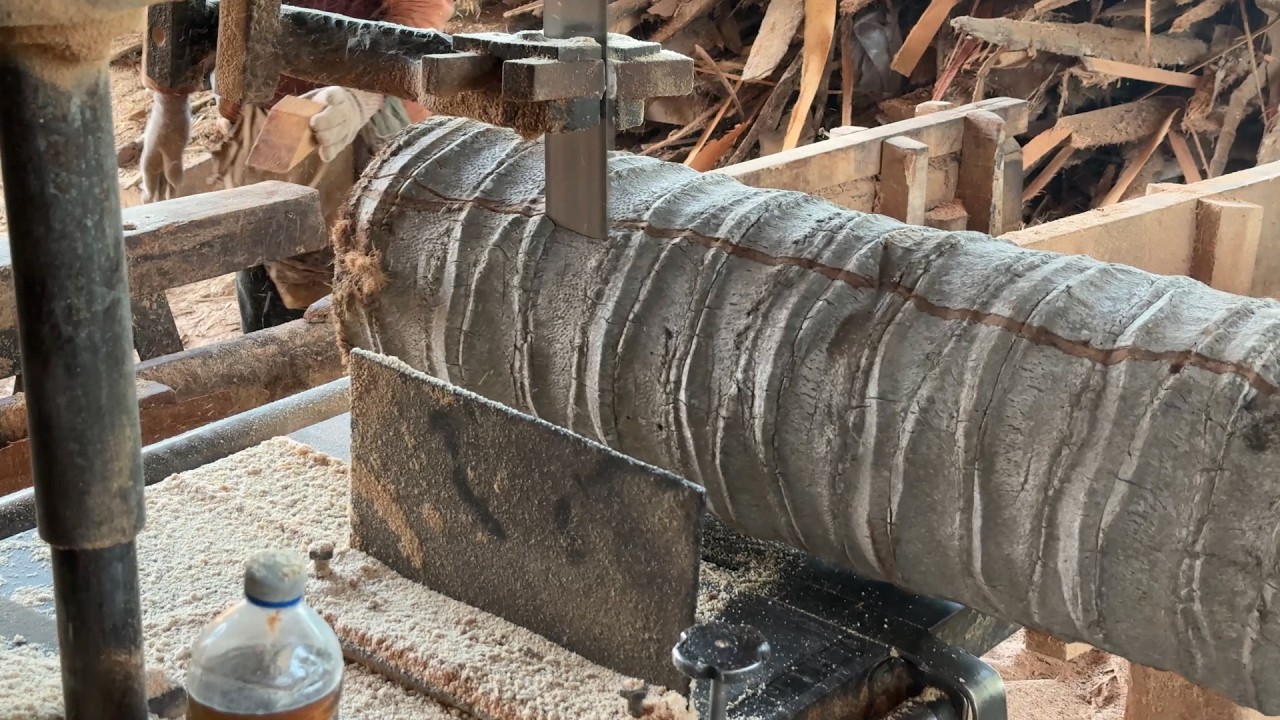 Coconut Trees Turned into Wood 2x20 Best Sawmill Process!