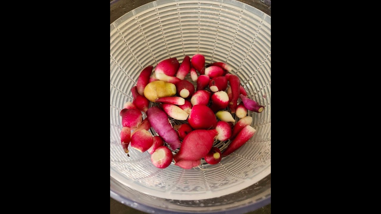 Harvesting Radishes in my Arizona Garden