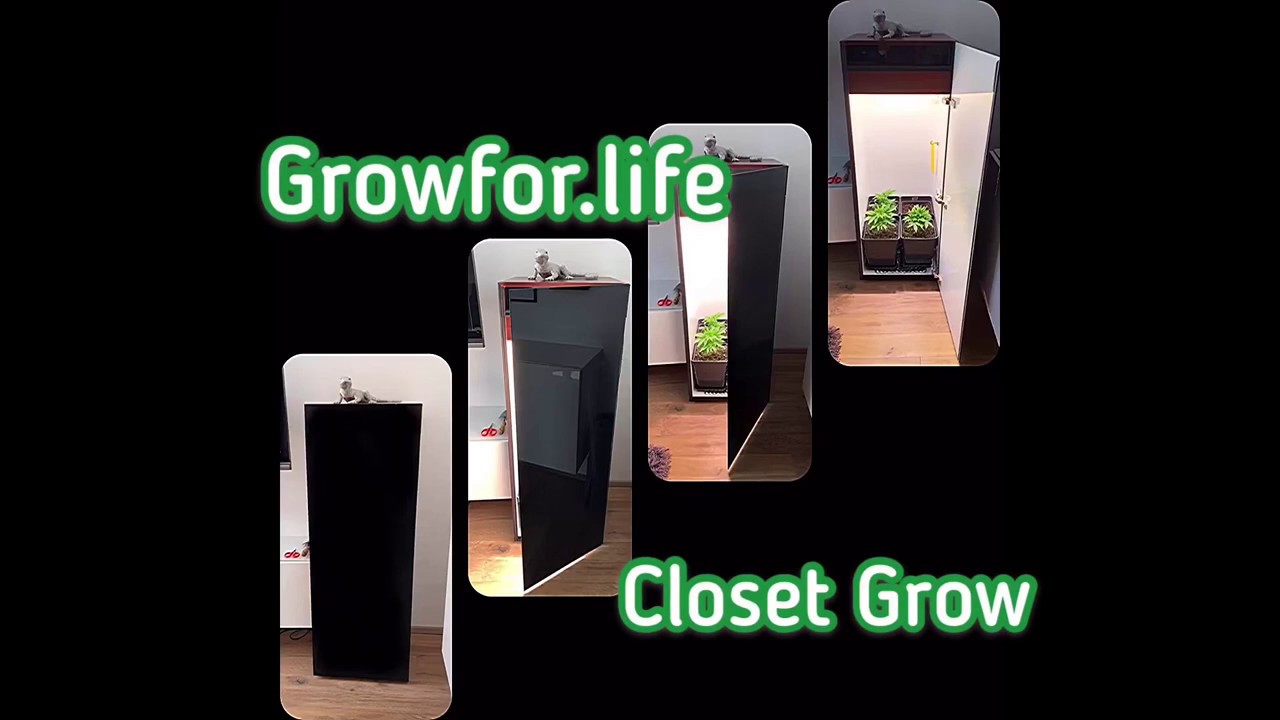 Growfor.Life Closet Grow of Double Dutch from Serious Seeds and OG-Kush from Humboldt Seeds