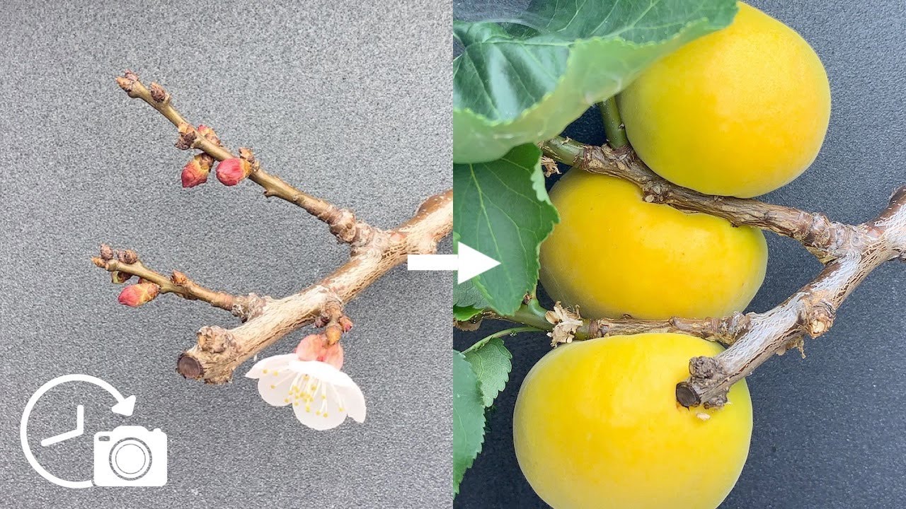 Apricot Timelapse - From Blossom to Fruit