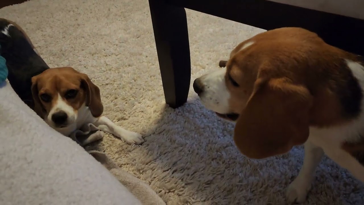 Beagles playing before bed