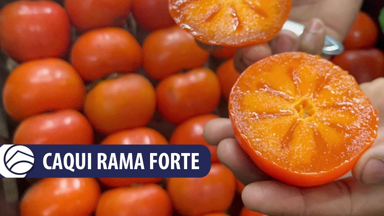 Caqui Rama Forte é a dica da semana (24 a 28/04) na CEAGESP
