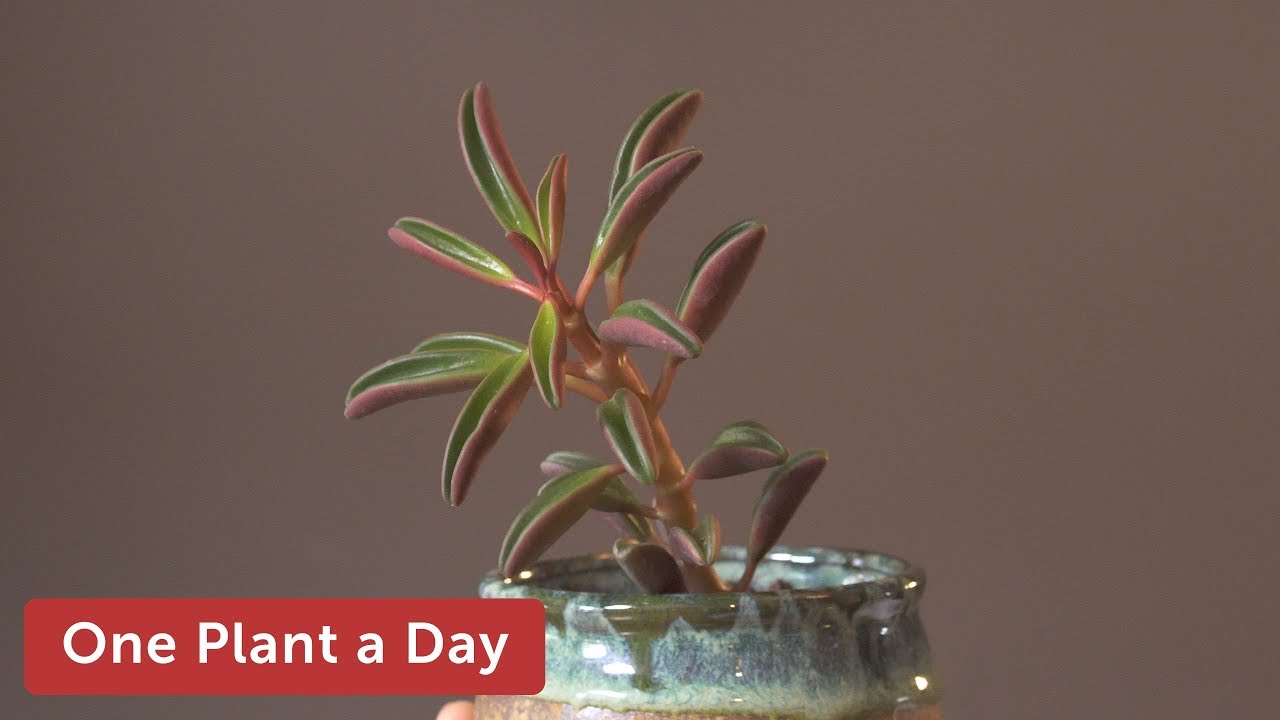 Peperomia graveolens Houseplant Care &mdash; 207 of 365