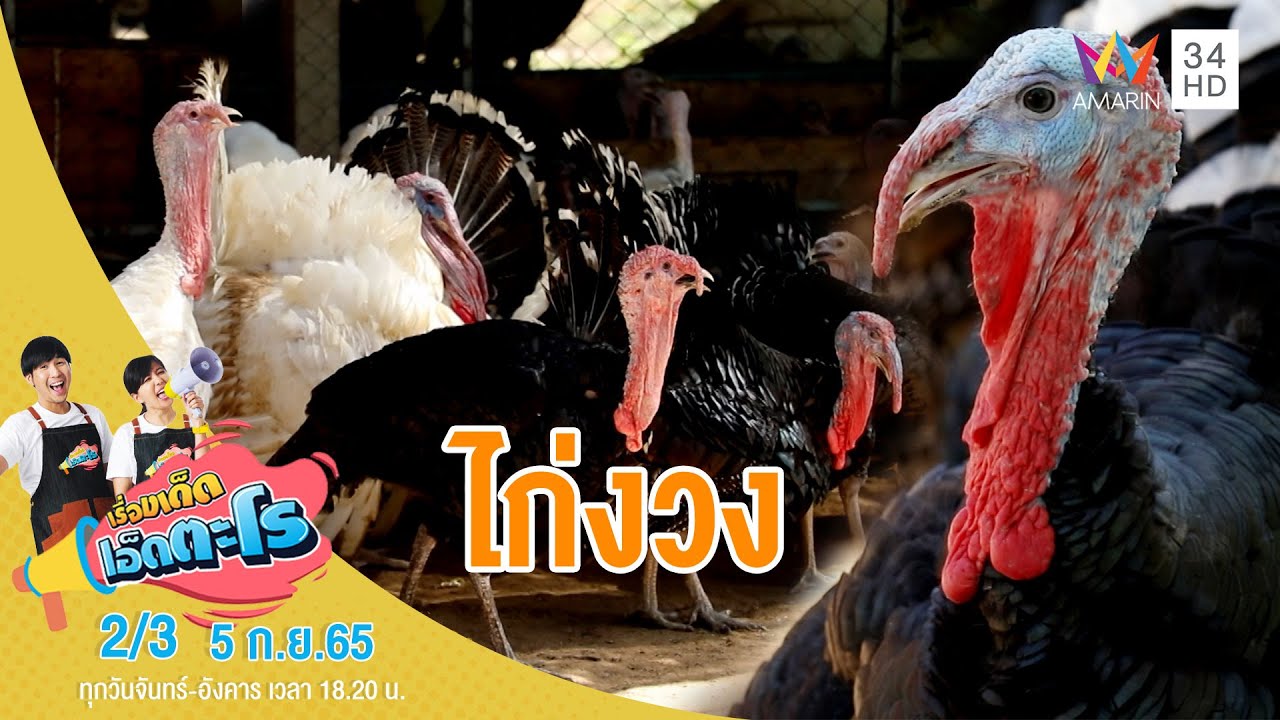 วิธีเลี้ยง 'ไก่งวง' จ.ราชบุรี | เรื่องเด็ดเอ็ดตะโร | 5 ก.ย.65 (2/3)