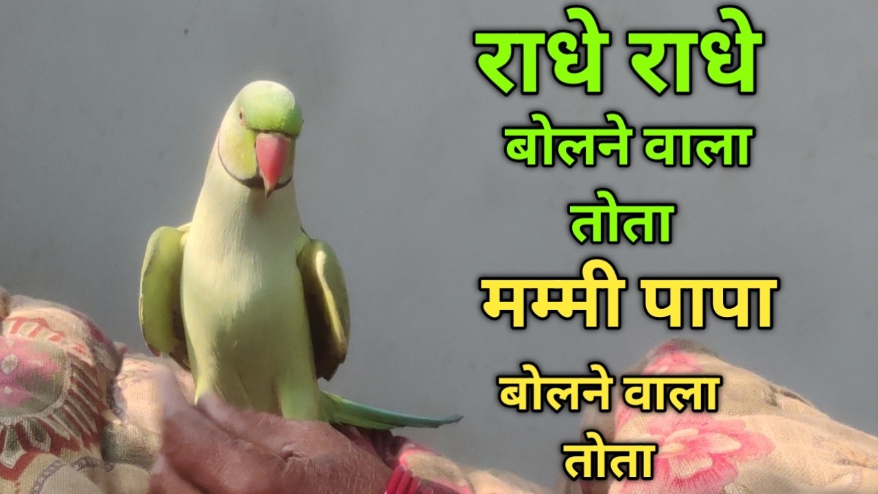 पापा मम्मी बोलने वाला तोता | बोलने वाला प्यारा तोता | मम्मी पापा बोलने वाला तोता 🦜🦜