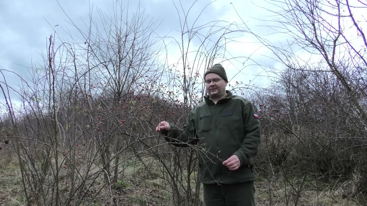 R&oacute;ża dzika - Rosa canina L. i olcha (olsza) - Alnus sp. w fitoterapii, Henryk R&oacute;żański