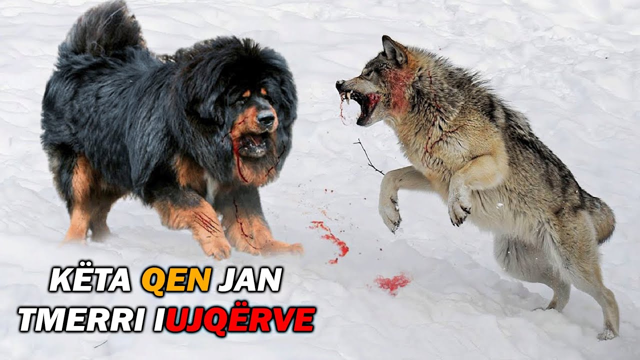 VRASËSIT E UJQËRVE- Ja pse Ujku i Shmang Këto Rraca QENSH!
