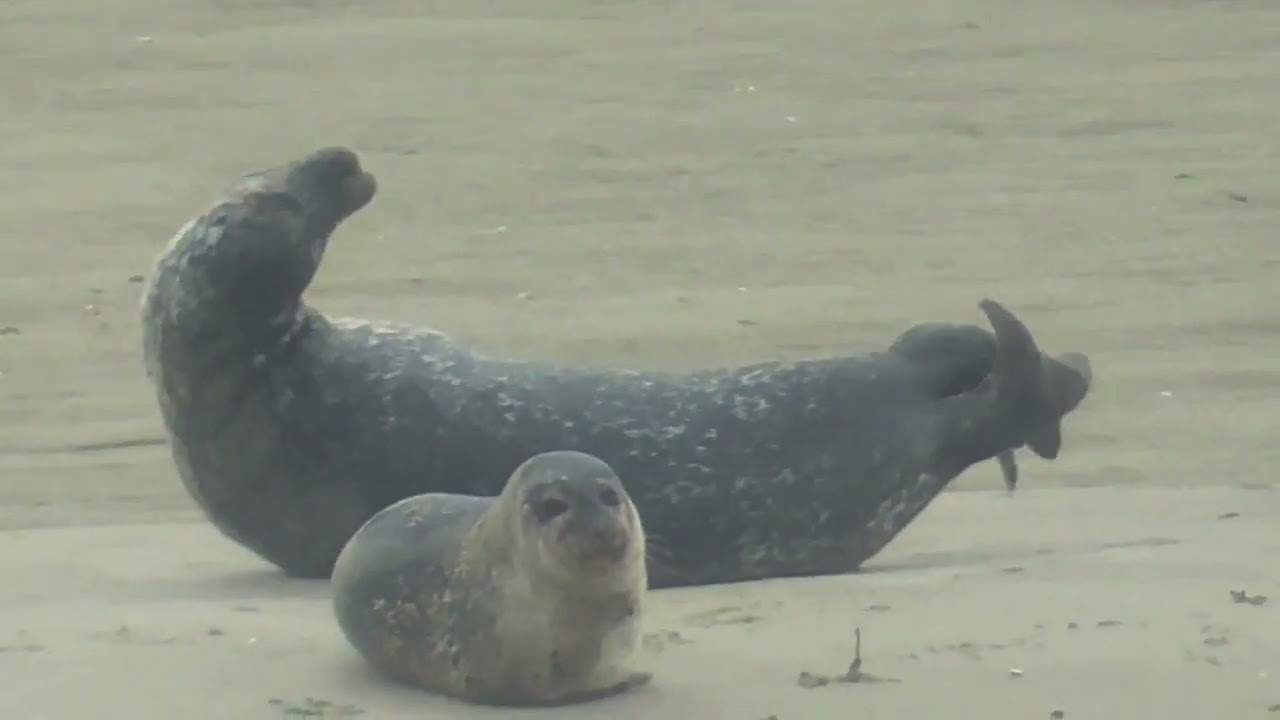 Zierikzeese zeehondensafari