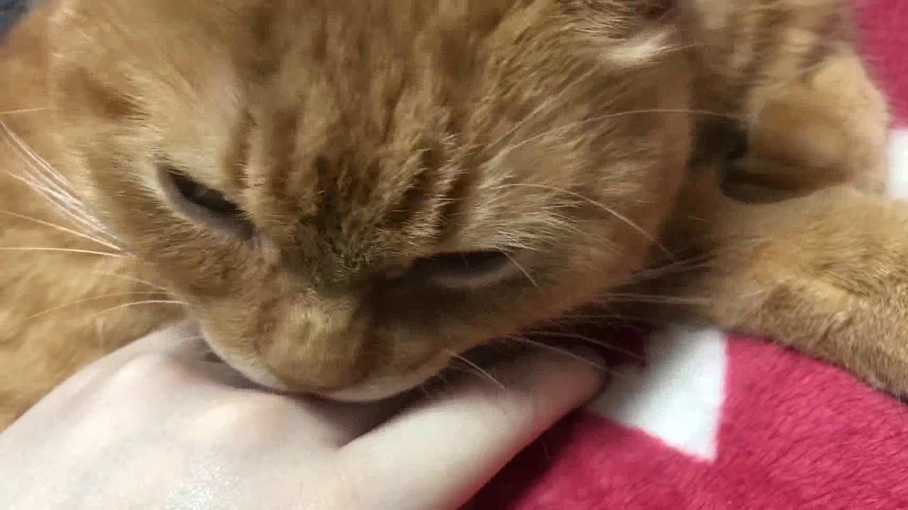 ASMR Cat Grooming Me 고양이 집사 그루밍 asmr [삐츄] #Shorts