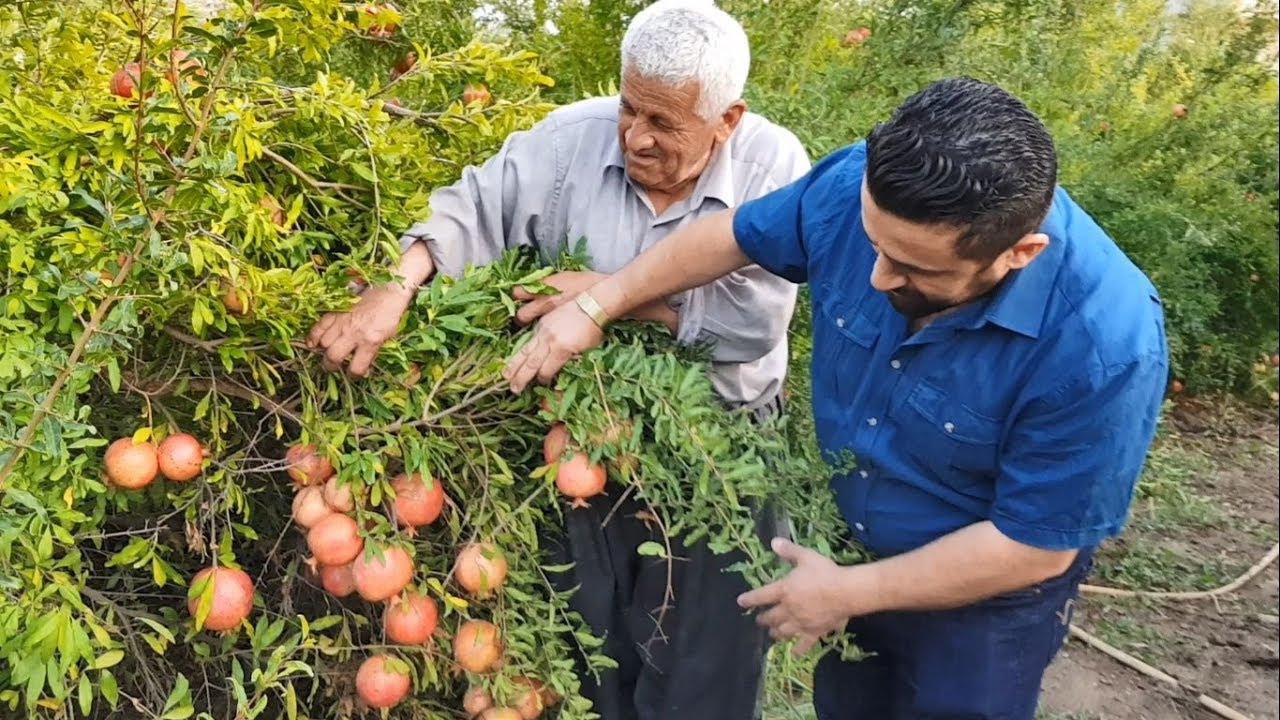 اكثر سنة انتاجنا  الرمان  سبحان الله تنصدم