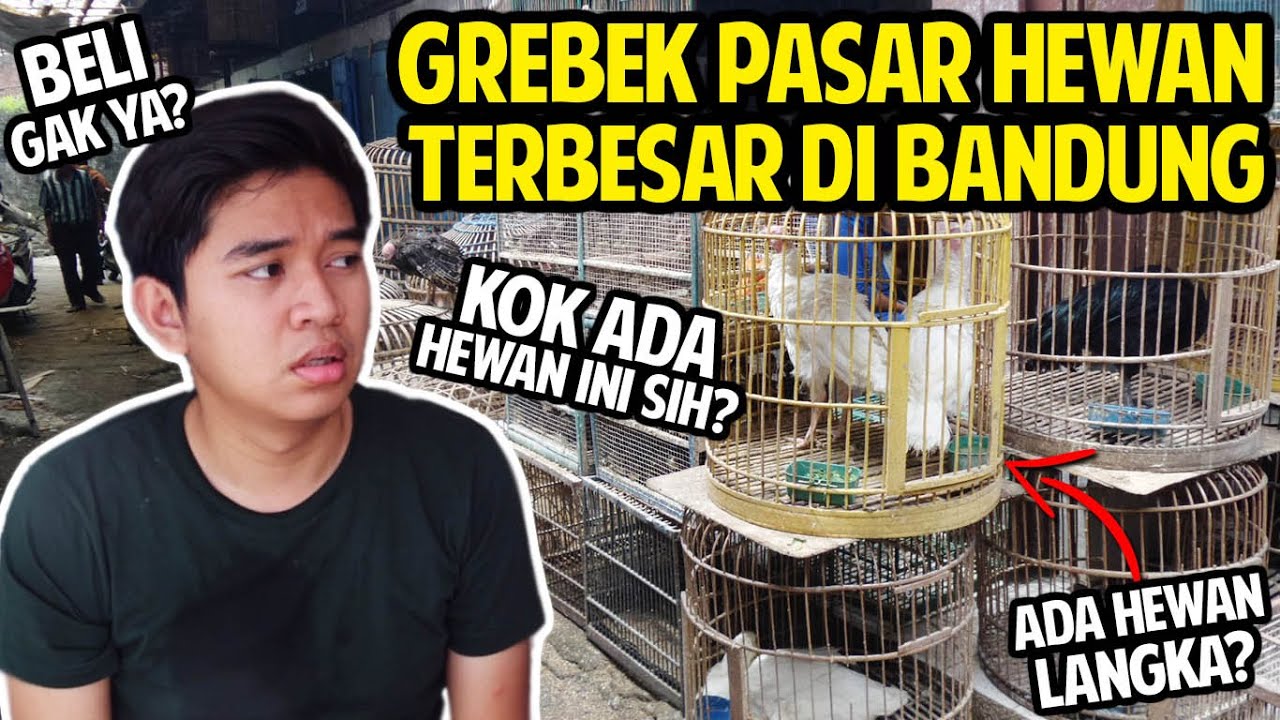 GREBEK PASAR HEWAN TERBESAR DI BANDUNG! ADA HEWAN LANGKA! BELI GAK YA?!