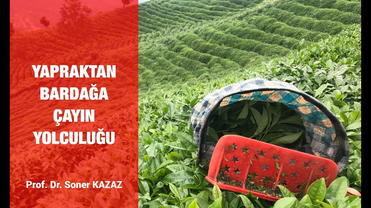 Yapraktan Bardağa Çayın Yolculuğu. Çay Hasadı ve İşlenmesi. Tea Farms, Tea Harvest and Processing.