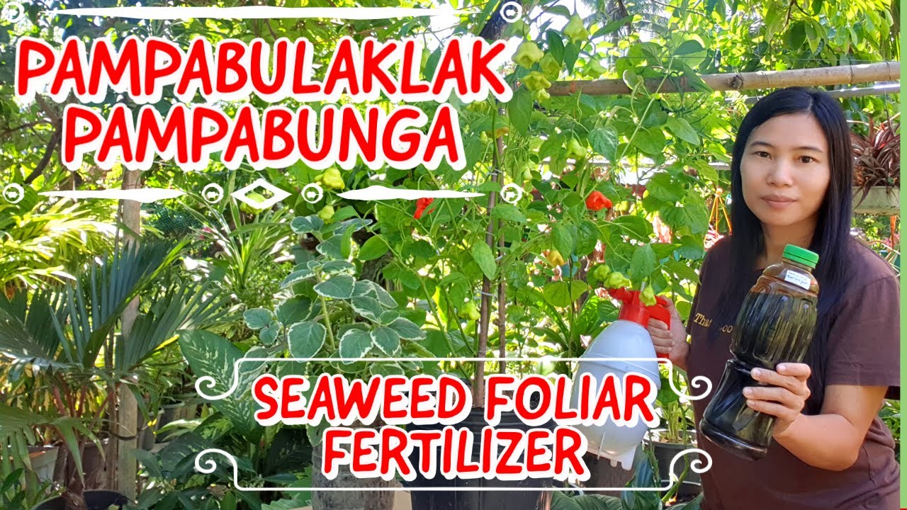 HOW TO MAKE SEAWEED FOLIAR FERTILIZER | BEST FERTILIZER TO INDUCE FLOWERING AND FRUITING OF PLANTS