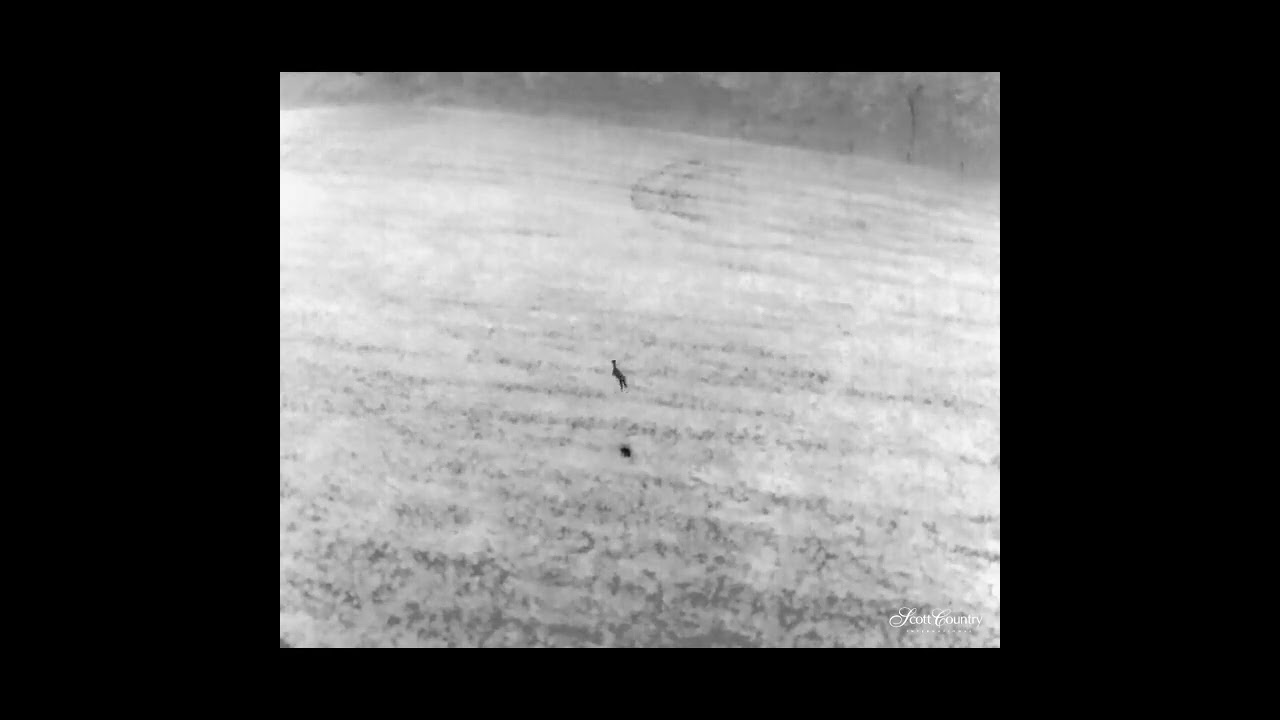 Thermal Deer Surveys with the latest Thermal Drones at Scott Country International