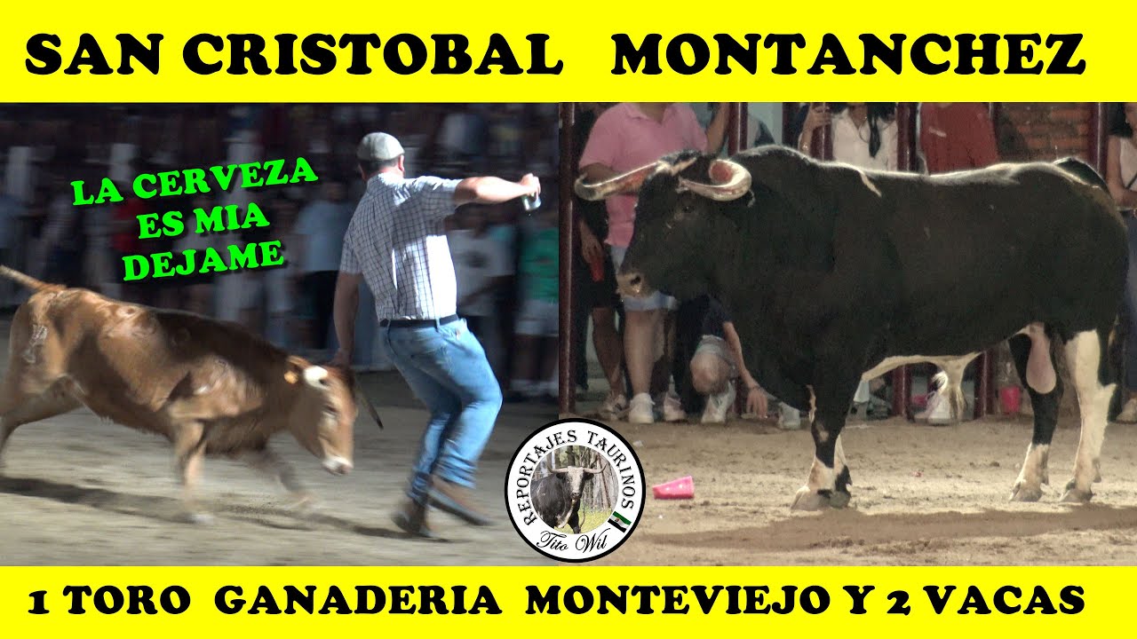UN TORO MONTEVIEJO Y 2 VACAS EN FIESTAS SAN CRISTOBAL MONTANCHEZ  2025
