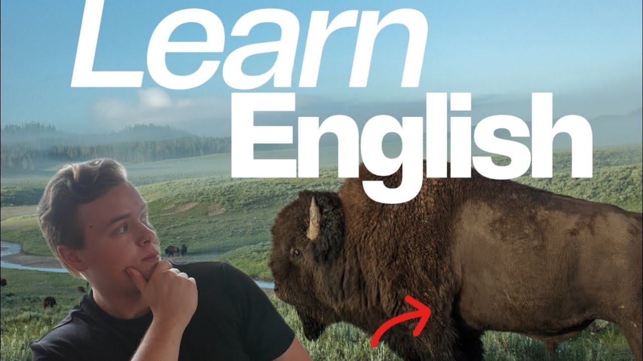Easy English for Beginners: The Bison, the animal we almost lost forever! (Comprehensible Input)