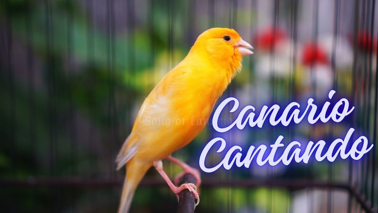 Canto do Canário Belga para Esquentar: Em 10 Minutos seu Canário vai Abrir o Bico!