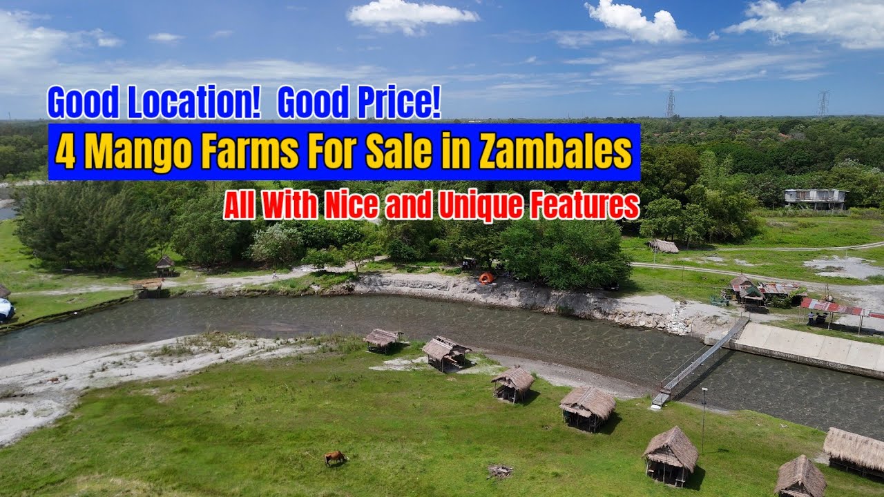 4 Mango Farms Different Areas for Sale in Zambales