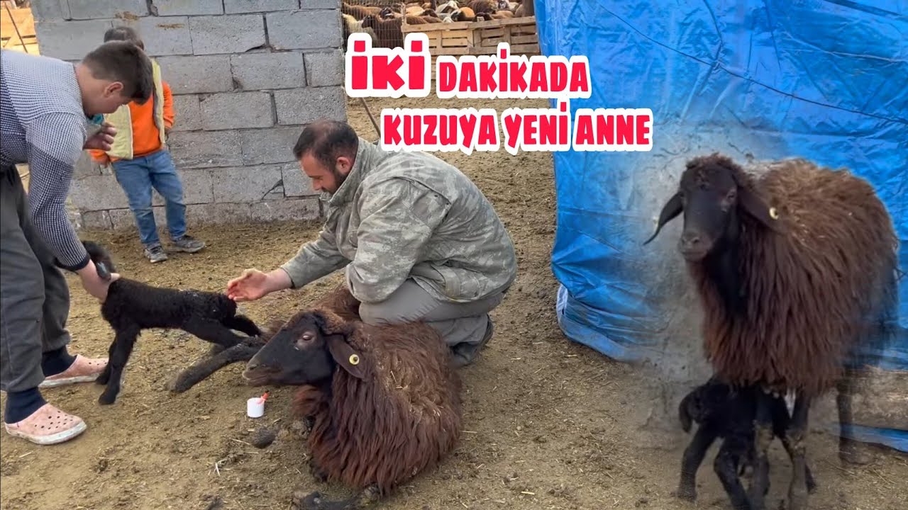 YAVRUSU OLMAYAN KOYUNA KUZU KABUL ETTİRME YÖNTEMİ