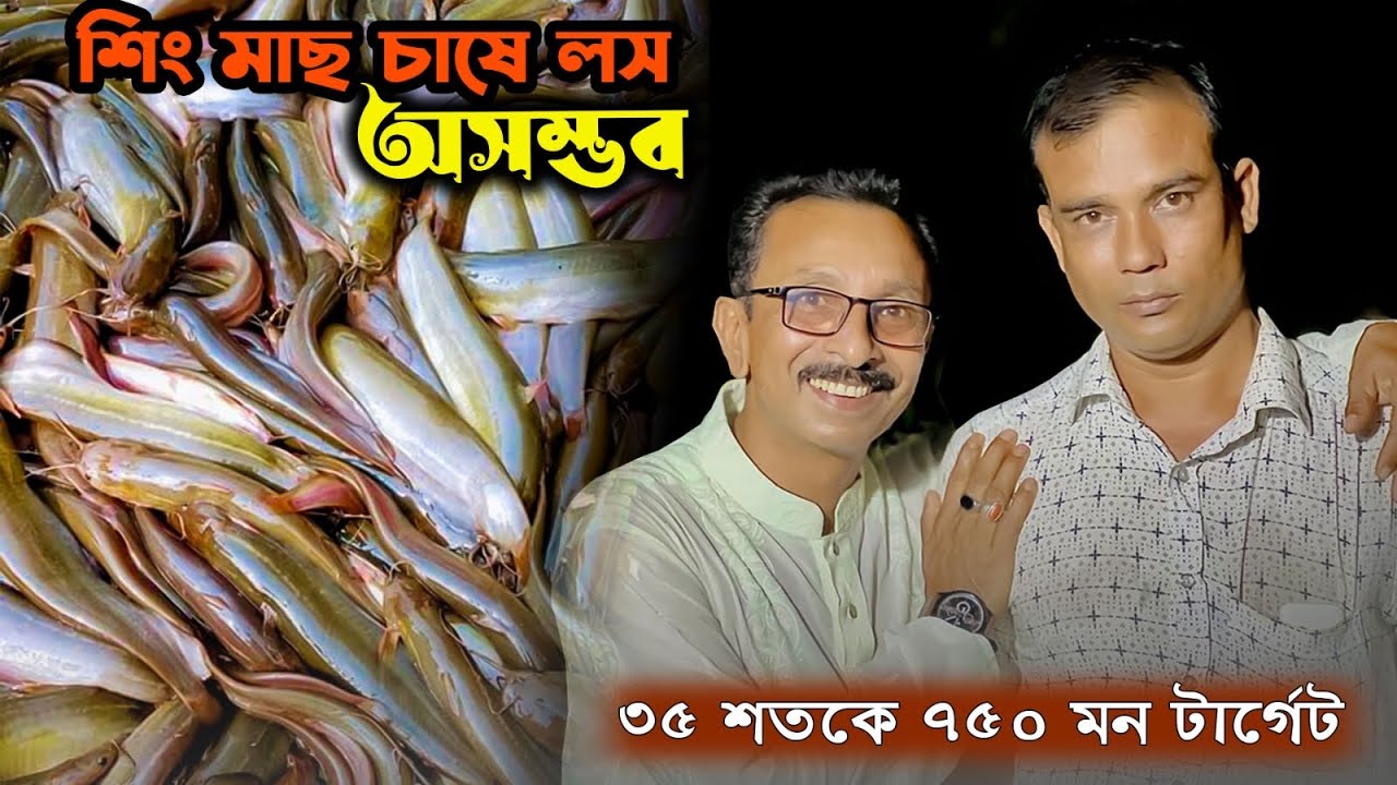 শিং মাছ চাষে লস অসম্ভ, ৩৫ শতক পুকুরে ৭৫০ মন উৎপাদন। catfish farming l