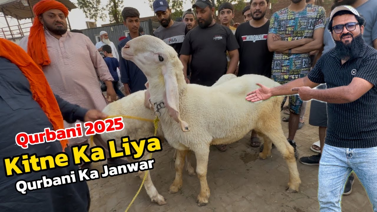 Kitne Ka liya qurbani Ka Janwar 2025 | Kajlay Chatre | makhi cheene Bakre | Lahore Bakra Mandi