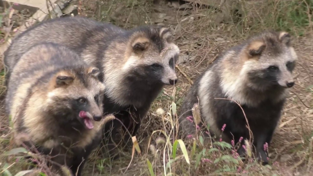 東武動物公園　もこもこタヌキ　2018年秋