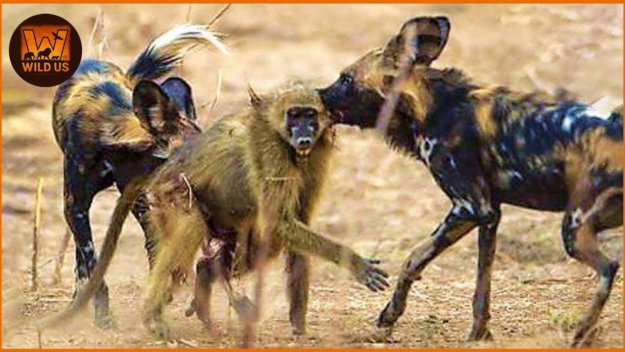 Deadliest Wild Dog Attacks Caught on Camera | Wild Animals