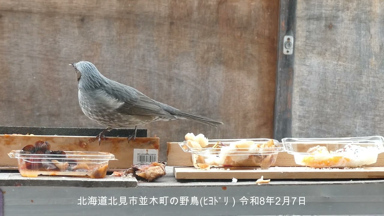 山本８９歳・北見市並木町の野鳥　令和８年２月７日