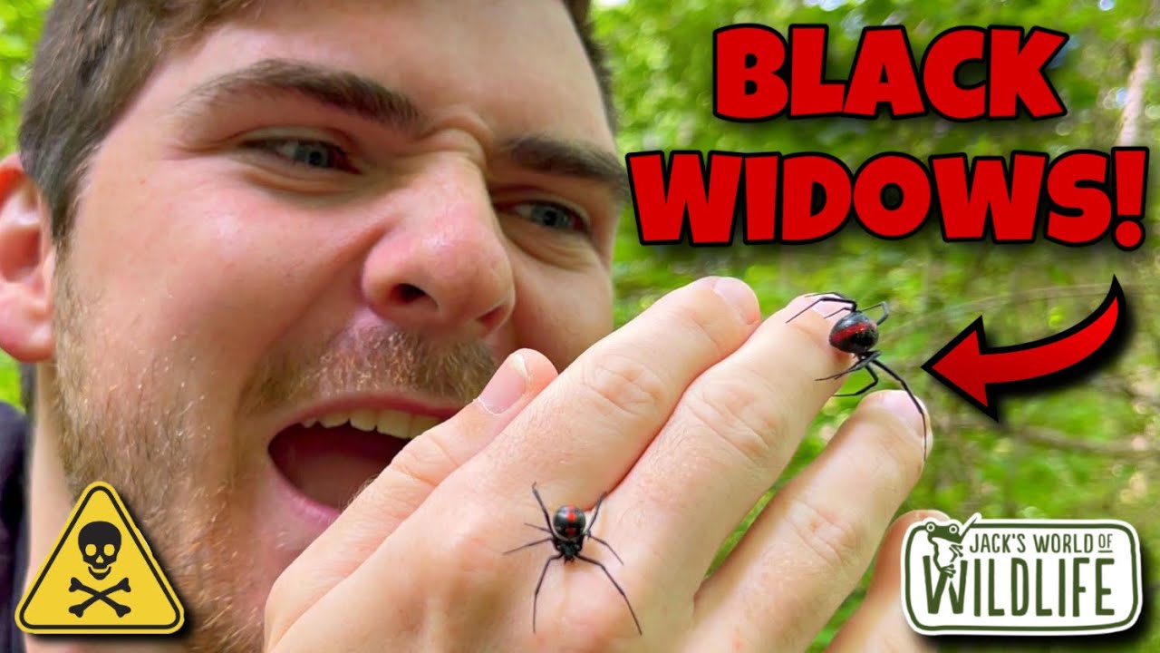 CURING Your ARACHNOPHOBIA With BLACK WIDOWS!