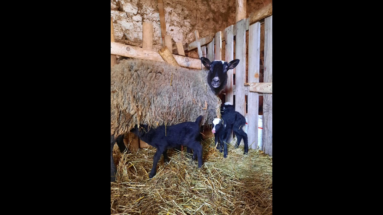 Romanov sheep  Delet Romanov   Romanovska Ovca