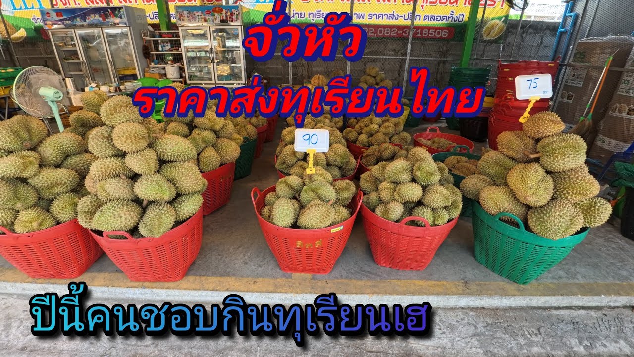 เกิดอะไรขึ้น!!!  กับราคาส่งทุเรียนไทยปี 69 ที่สถานีทุเรียนไอยรา