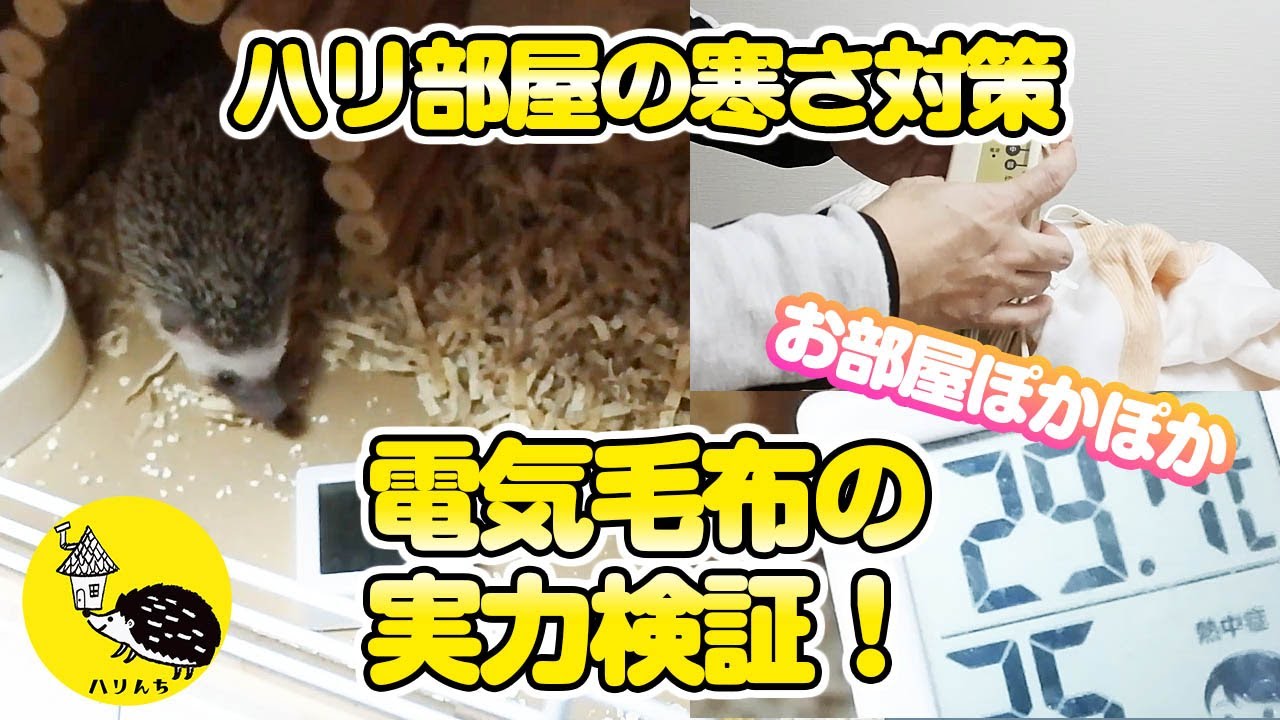 【冬に弱い！】ハリネズミ部屋の寒さ対策 電気毛布の実力検証！