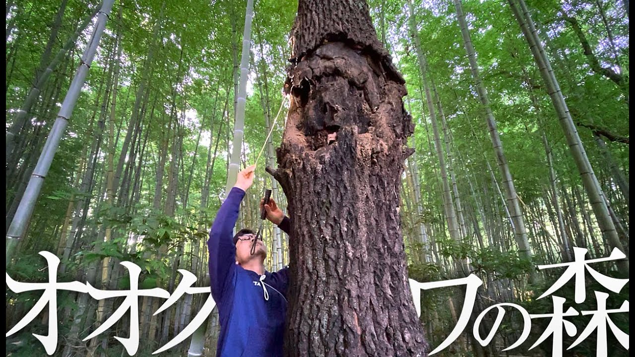 不法投棄のゴミに囲まれた1本の大きなクヌギを見つけた