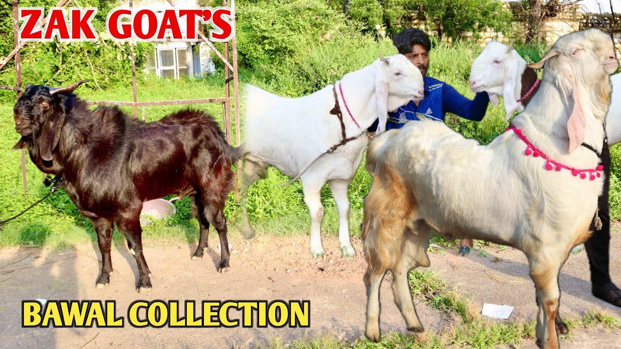 Bawal Collection Full Black Malwa Hansa Kota Bakre At Zak Goat's Bhopal