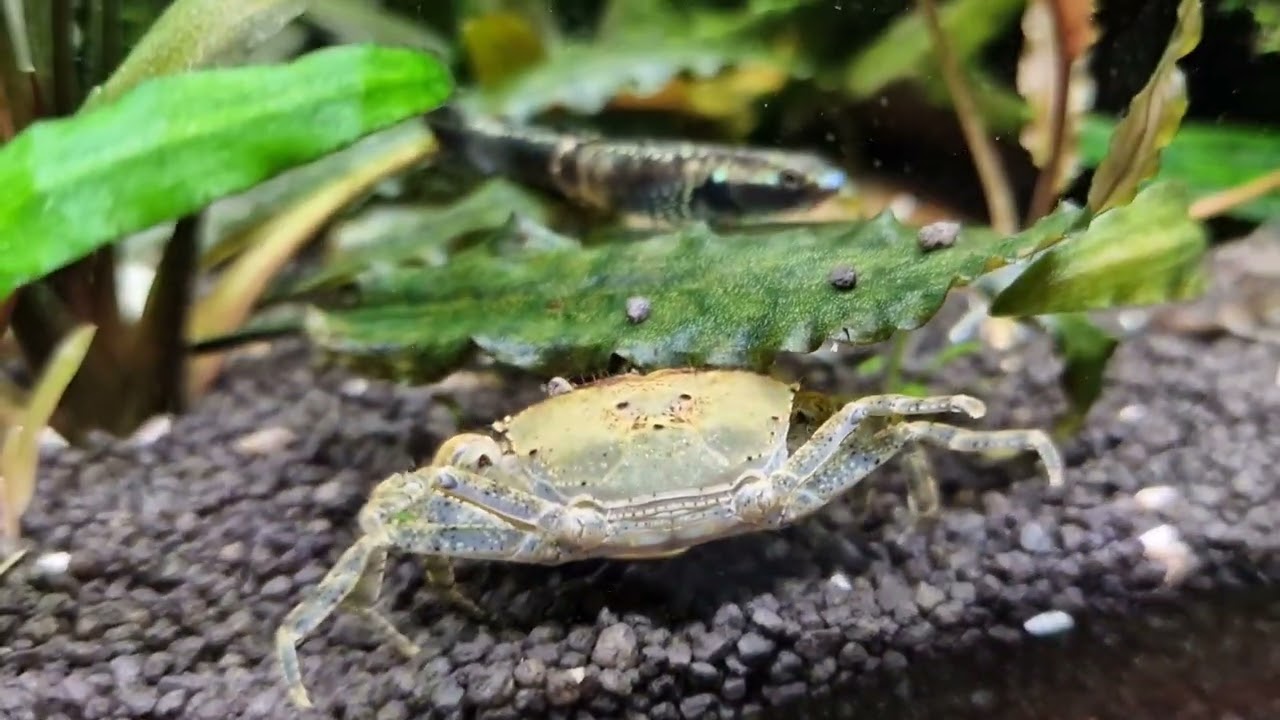 Mekhong siamthelpusa crabs family in community tank