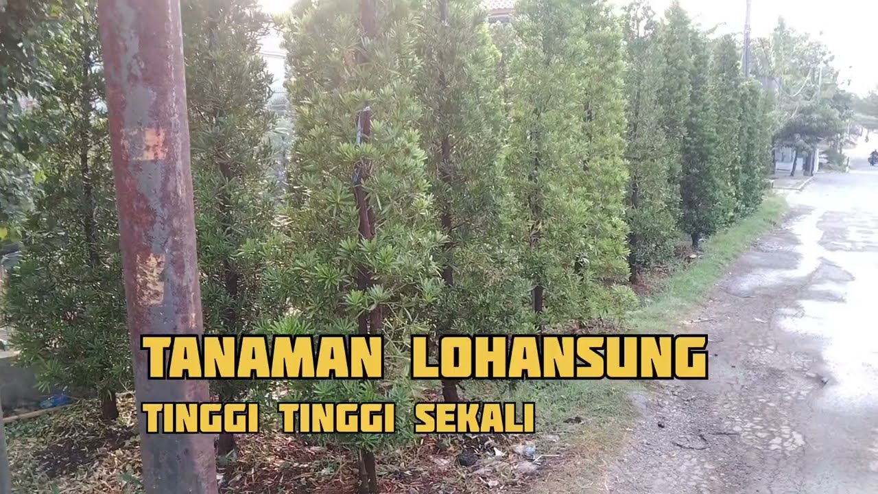 LOHANSUNG DAGANGAN II Podocarpus macrophyllus